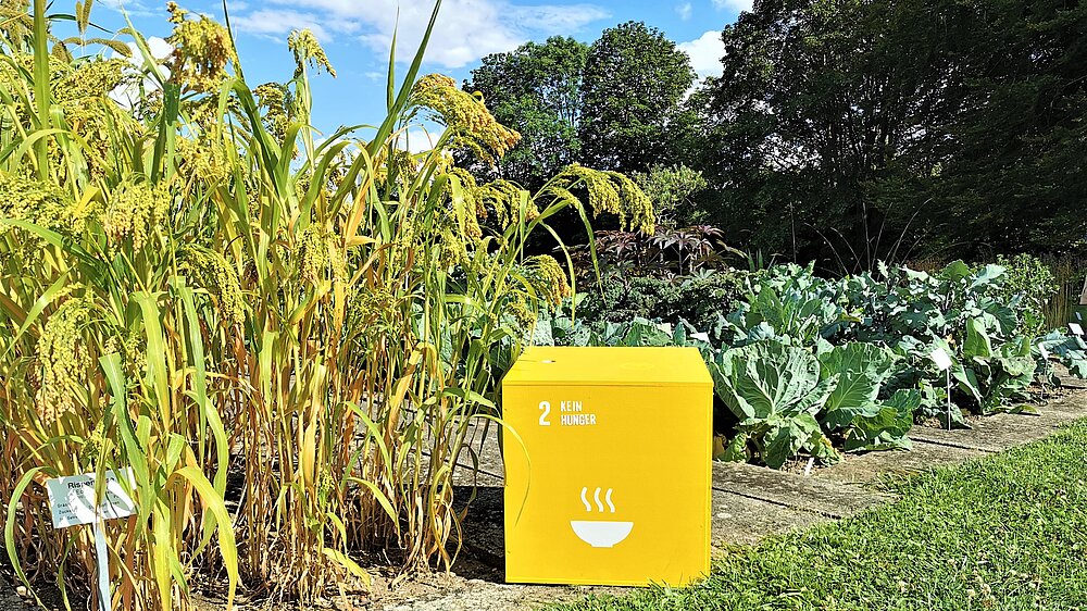 Für den Themenschwerpunkt Ernährung steht das Ziel Nr. 2, Kein Hunger, der UN-Nachhaltigkeitsagenda. Das Foto zeigt einen Würfel mit dem Symbol für dieses Ziel in der Nutzpflanzenabteilung des Botanischen Gartens.