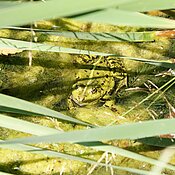 Das Foto zeigt einen Frosch, der sich im Botanischen Garten in einem Teich versteckt.