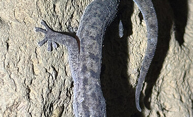 In addition to lava lizards, leaf-toed geckos are also the subject of the study. 