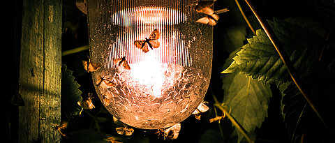 Nachtfalter zählen zu den erfolgreichsten Organismen der Erde. Bei der National Moth Week rücken sie ins Scheinwerferlicht. 