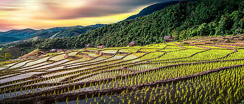 Rice terraces in Thailand. The grains of the plants form the food basis for billions of people. 