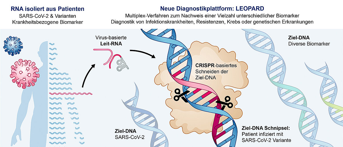 Better corona tests with CRISPR