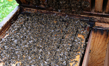 Ein überwinterndes Bienenvolk an der Bienenstation der Uni Würzburg.