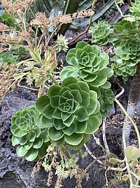 Aeonium, ein Dickblattgewächs von den Kanarischen Inseln.