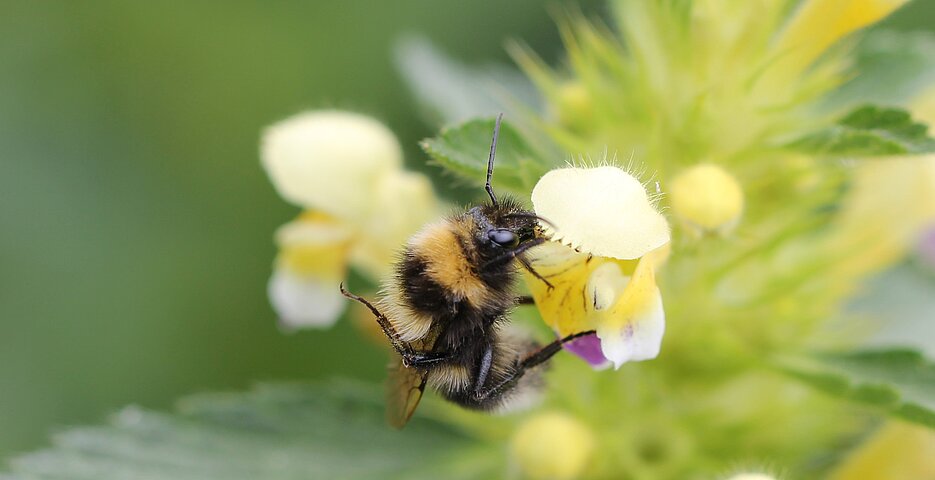 Das Foto zeigt die Garten-Hummel, Bombus hortorum.