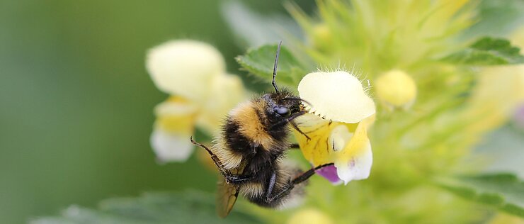 Das Foto zeigt die Garten-Hummel, Bombus hortorum.