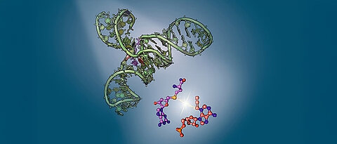 Das Ribozym SAMURI (Kristallstruktur in grün) bietet den strukturellen Rahmen für die Katalyse der chemischen Reaktion zur Übertragung der RNA-Modifikation.