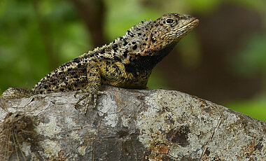 The spiny dorsal scales and larger bodies are characteristic of male specimens.