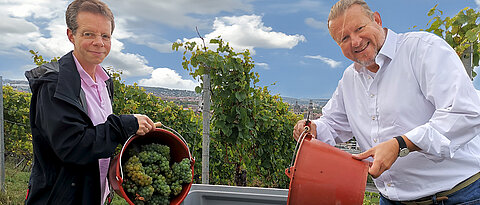 Thorsten Stegh und Klaus Baumann überzeugten sich selbst von der Qualität der Trauben, aus denen der Uni-Wein entstehen wird. 