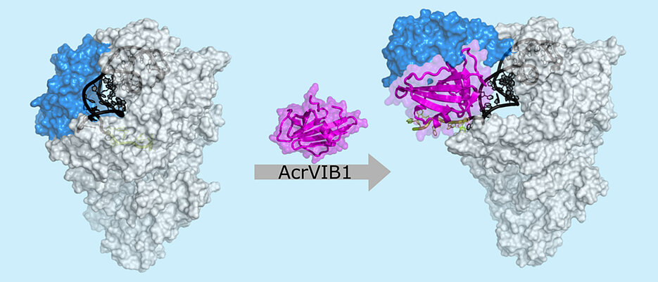 Kryoelektronenmikroskopische Aufnahme: Das Anti-CRISPR-Protein AcrVIB1 (magenta) dockt an die Nuklease Cas13b (hellgrau) an und verstärkt so deren Bindung an die CRISPR-RNA (crRNA; dunkelgrau und grün). Dabei bewirkt AcrVIB1 eine strukturelle Umlagerung in der Nuklease (blau) und setzt so die CRISPR-RNA frei, wodurch sie gespalten und anschließend abgebaut werden kann. 