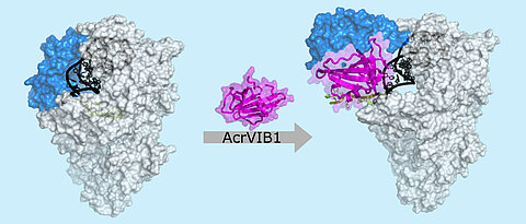 Kryoelektronenmikroskopische Aufnahme: Das Anti-CRISPR-Protein AcrVIB1 (magenta) dockt an die Nuklease Cas13b (hellgrau) an und verstärkt so deren Bindung an die CRISPR-RNA (crRNA; dunkelgrau und grün). Dabei bewirkt AcrVIB1 eine strukturelle Umlagerung in der Nuklease (blau) und setzt so die CRISPR-RNA frei, wodurch sie gespalten und anschließend abgebaut werden kann. 