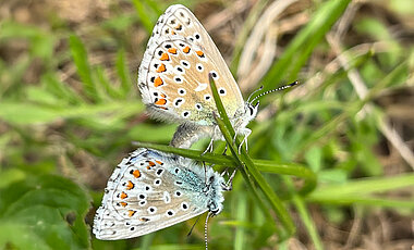 Schmetterlinge der Gattung Polyommatus.