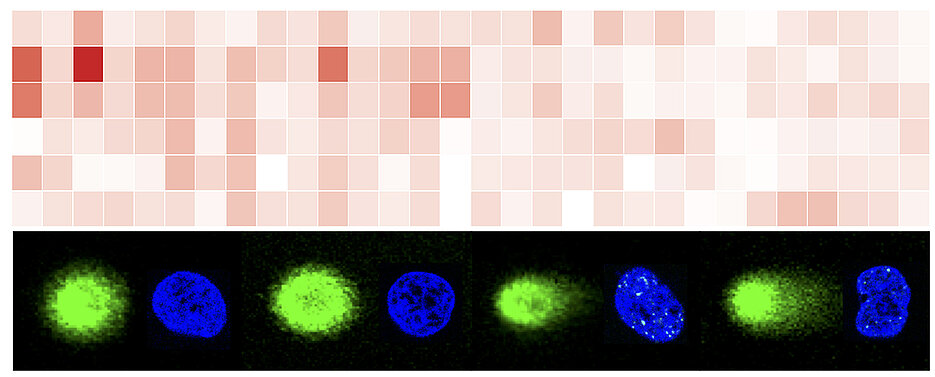 NEAT1 is genome-protective in human U2OS cells. Accumulation of NEAT1 at DNA double-strand breaks (NGS data, top) and defects in DNA damage signaling in NEAT1-deficient cells (merged confocal imaging data, bottom). 