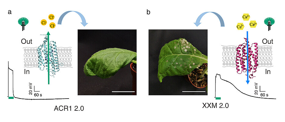 Transgene Tabakblätter nach 24 Stunden grüner Belichtung: a, Pflanze mit Anionenkanal GtACR1; links ist die durch Grünlicht erzeugte Membranpotenzial-Änderung (Depolarisierung) gezeigt. b, Pflanze mit Calciumionenkanal XXM 2.0; rechts ist die durch Grünlicht erzeugte Depolarisierung gezeigt. Der horizontale Balken zeigt die Belichtungsdauer an.