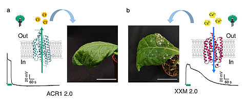 Transgenic tobacco leaves after 24 hours of green light exposure: a, plant with anion channel GtACR1; green light-induced membrane potential change (depolarization) is shown on the left. b, plant with calcium ion channel XXM 2.0; green light-induced depolarization is shown on the right. Horizontal bar indicates exposure time.