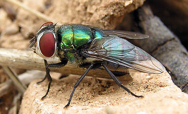           Kadaverökologe Christian von Hoermann, der das Projekt leitet, bereitet Becherfallen vor. Diese sind im Boden versenkt und dienen dem Fang von Insekten. 