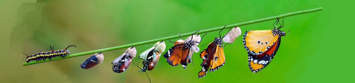 Stadien der Transformation von einer Raupe zu einem Schmetterling, hängend an einem Pflanzenstil