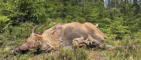 Beeindruckende Erscheinung: Am 29. Juli brachte der Tiergarten der Stadt Nürnberg den toten Wisentbullen in den Nationalpark Šumava. 