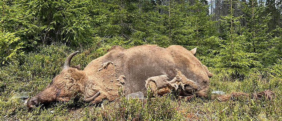 Beeindruckende Erscheinung: Am 29. Juli brachte der Tiergarten der Stadt Nürnberg den toten Wisentbullen in den Nationalpark Šumava. 