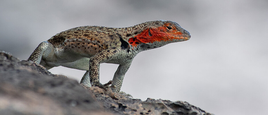 The lava lizards owe their name to their preference for the black lava rock of the islands. Females can be recognized by their reddish cheeks. 