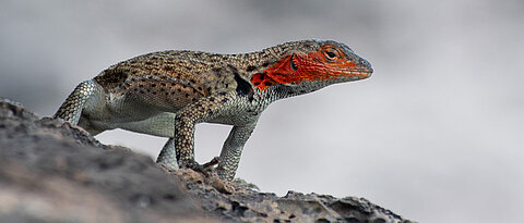 The lava lizards owe their name to their preference for the black lava rock of the islands. Females can be recognized by their reddish cheeks. 