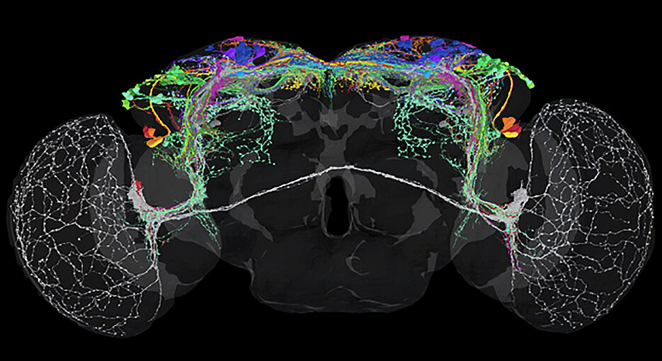 Image showing all the neurons (color-coded based on type) that make up the Drosophila circadian clock network.