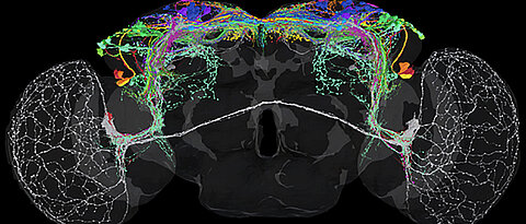 Die Aufnahme zeigt alle Neuronen (farblich kodiert nach Typ), die das circadiane Uhrnetzwerk von Drosophila bilden. 