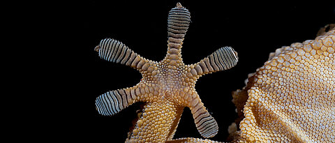 A gecko's foot on a glass pane. With the help of millions of tiny hairs, these small reptiles use van der Waals forces to stick to smooth walls or even ceilings.