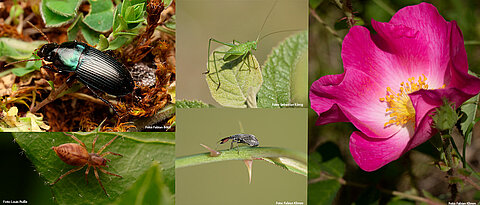 Among the animal and plant species studied: carabids (top left), the sac spider (bottom left), common sickle grasshopper (top right), the rare vinegar-rose soft bug and the vinegar rose.