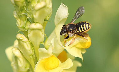 Dieses Exemplar einer „Großen Wollbiene“ (Anthidium manicatum) hat das Forschungsteam auf einem Kalkmagerrasen entdeckt. 