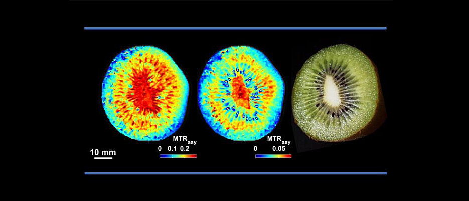 Non-invasive CEST MRI of sugars (left) and amino acids (right) distribution in fruit of kiwi (Actinidia deliciosa). 