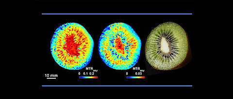 Non-invasive CEST MRI of sugars (left) and amino acids (right) distribution in fruit of kiwi (Actinidia deliciosa). 