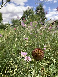 Blumenwiese im Botanischen Garten