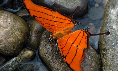Marpesia petreus ist ein Schmetterling aus der Familie der Edelfalter.
