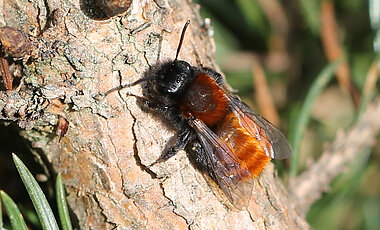 Ein weiteres „Fundstück“: die rotpelzige Sandbiene (Andrena fulva). 